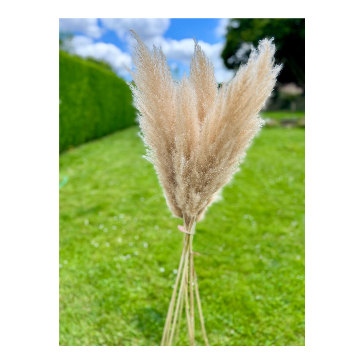 Bouquet de pampas